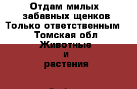 Отдам милых, забавных щенков.Только ответственным. - Томская обл. Животные и растения » Собаки   